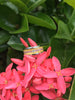 Diamond Hawaii Titanium Ring® with Pink Sugilite