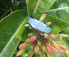 Amazonite Hawaii Titanium Ring®