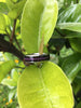 Black Wood and Purple Sugilite Hawaii Titanium Ring®