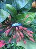 Blue Fire and Ice Hawaii Titanium Ring®