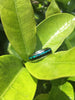 Blue Opal and Dark Koa Wood Hawaii Titanium Ring®
