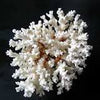 White Coral Ring - Hawaii Titanium Rings
 - 4