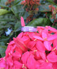 Fight Cancer Pink Sugilite Ribbon Ring - Hawaii Titanium Rings
 - 2