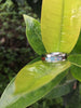 Hawaiian Milo Wood and Blue Lab Opal Titanium Ring