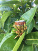 Gold Turtle Koa Wood Hawaii Titanium Ring®