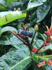 Australian Opal and Koa Titanium Ring Bands from Hawaii Titanium Rings®