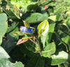 Dolphin Design Hawaii Titanium Ring® Band
