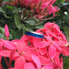 Blue Hawaii Metallic Titanium Ring - Hawaii Titanium Rings
 - 2
