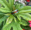 Titanium Ring with Mango Wood and Green Lab Opal - Hawaii Titanium Rings
 - 2