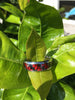Red Carbon Fiber Titanium Ring Bands