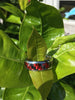 Red and Black Carbon Fiber Titanium Ring Band