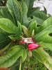 Enchanted Three Diamond Koa Wood Hawaii Titanium Ring®