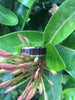 Brazilian Rosewood Inlay Titanium Ring Band