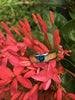 Australian Opal Titanium Ring Set