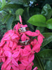 Koa Wood Diamond and Gold Palm Tree Hawaii Titanium Ring® Set