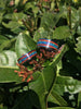 Bloodwood and Black Lab Opal Titanium Ring