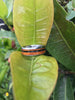 Black Pearl and Koa Wood Inlay Hawaii Titanium Ring®