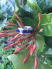 Amboina Burl Wood and Lapis Hawaii Titanium Rings®