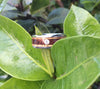 Diamond and Wood Titanium Ring - Hawaii Titanium Rings
 - 4