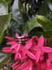 Mens Diamond Wood Titanium Ring