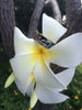 Dolphin Ring with Opal and Koa Wood on a White and Yellow Plumeria Flower - Hawaii Titanium Rings