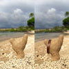 Dark Koa Narrow Titanium Ring on Shaka Coral at Beach - Hawaii Titanium Rings
