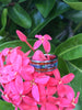 Amboina Wood and Opal Ring