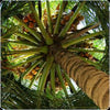 Palm Wood Titanium Ring - Hawaii Titanium Rings
 - 5