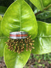 Hawaii Titanium Ring® with Hawaiian Koa Wood and Peridot