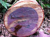 Purple Heart Wood Titanium Ring Band - Hawaii Titanium Rings
 - 3