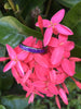 Purple Sugilite Ring