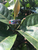 Opal Moon and Wave Titanium Ring