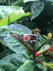 Three Falls Australian Opal Hawaii Titanium Ring®