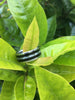 White Carbon Fiber and Black Ebony Titanium Ring