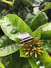 White Pearl and Koa Wood Hawaii Titanium Ring®