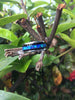 Australian Opal and Blackwood Titanium Ring - Hawaii Titanium Rings
 - 4